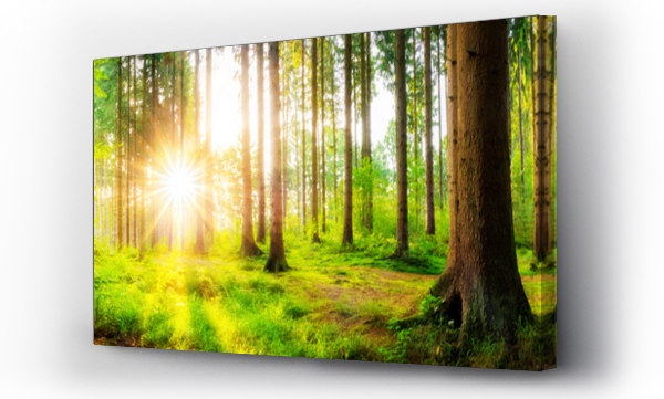 Wizualizacja Obrazu : #177846037 Beautiful forest panorama with big trees and bright sun