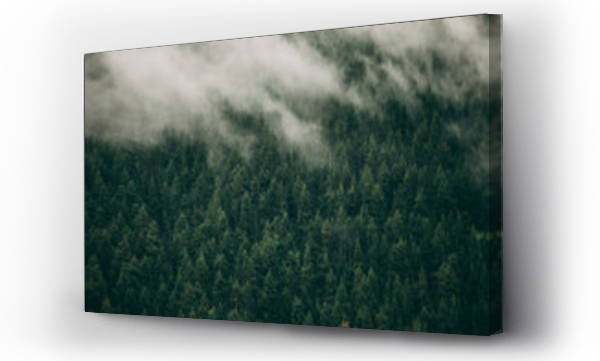 Wizualizacja Obrazu : #178014527 Fir tree forest with fog.