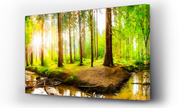 Wizualizacja Obrazu : #178132810 Beautiful forest panorama with big trees and bright sun