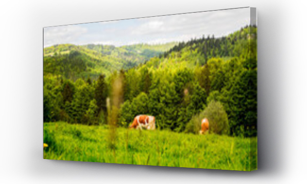 Krajobrazy, zwierzęta