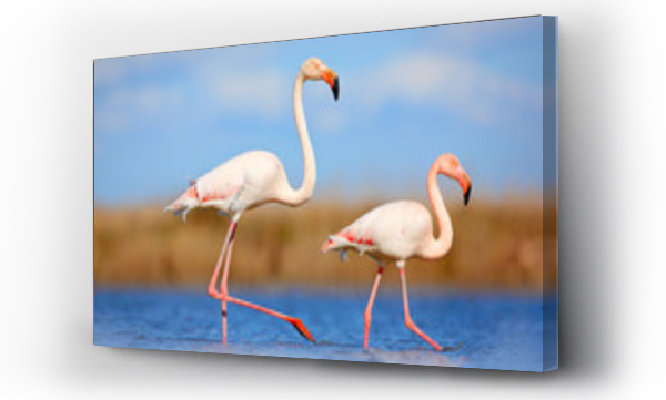 Wizualizacja Obrazu : #181608796 Pair of flamingos. Bird love in blue water. Two animal, walking in lake. Pink big bird Greater Flamingo, Phoenicopterus ruber, in the water, Camargue, France. Wildlife bird behaviour, nature habitat