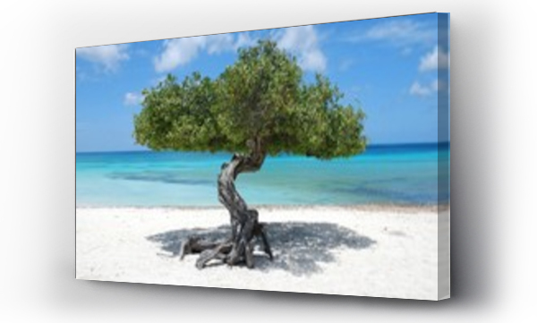 Wizualizacja Obrazu : #18226734 Aruba tree