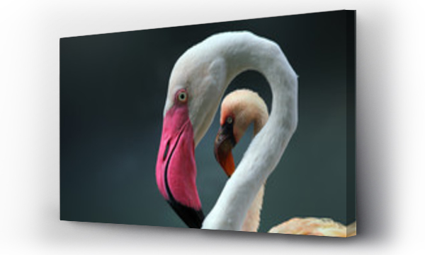 Wizualizacja Obrazu : #182445989 Beautiful young flamingo on frame