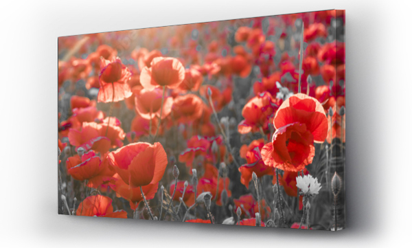 Wizualizacja Obrazu : #183220403 panorama with red poppies, selective color