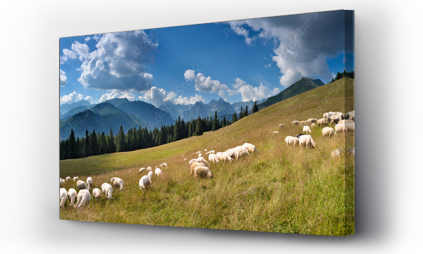 góry, Owce, owiec, Tatry, łąka