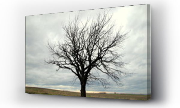 suche drzewo samotne w polu