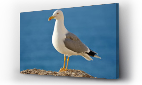 Wizualizacja Obrazu : #186450671 Seagull