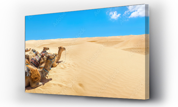 Wielbłądy odpoczywają w czasie przerwy w oczekiwaniu na turystów. Pustynia Sahara. Tunezja, Afryka Północna