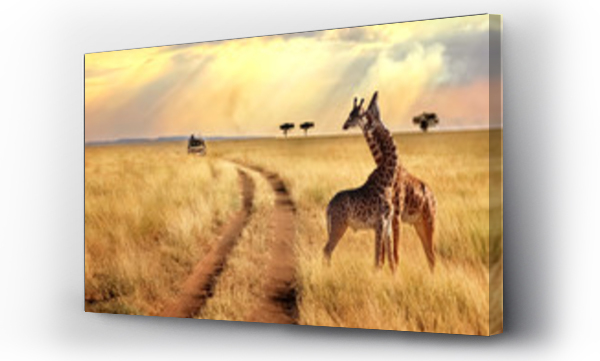 afryka, dolichotis, kenia, safari, żyrafa