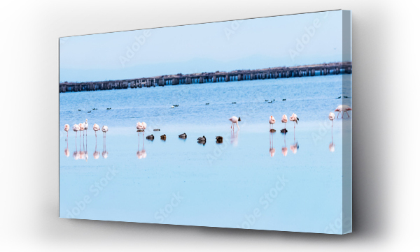 Wizualizacja Obrazu : #189243590 Beautiful flamingo group in the water in Delta del Ebro, Catalunya, Spain. Copy space for text.