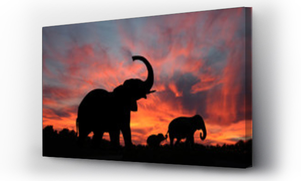 afryka, słonie