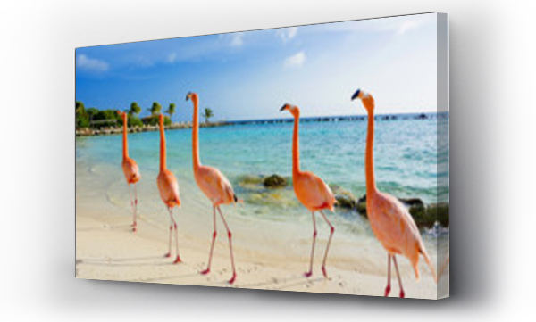 flamingi, karaiby
