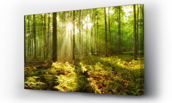 Wizualizacja Obrazu : #189937181 Las bukowy oświetlony promieniami słońca przebijającymi się przez mgłę, paprocie pokrywające ziemię