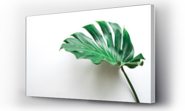 Wizualizacja Obrazu : #189994969 Real monstera leaves on white background.Tropical,botanical nature concepts ideas.flat lay.