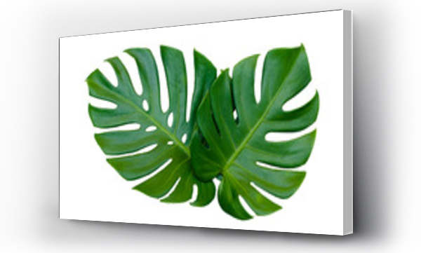 Wizualizacja Obrazu : #190122581 Monstera leaves leaves with Isolate on white background Leaves on white