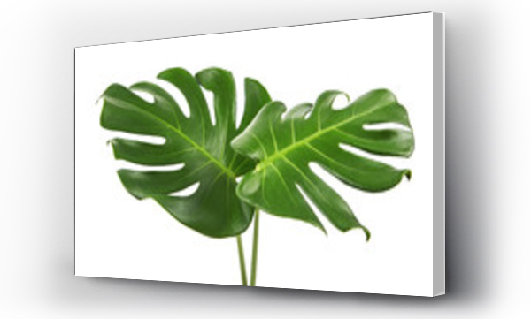 Wizualizacja Obrazu : #190719470 Monstera deliciosa leaf or Swiss cheese plant, isolated on white background, with clipping path