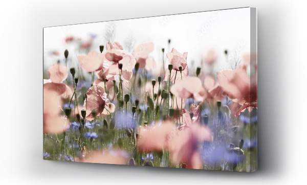 Wizualizacja Obrazu : #192744849 pastellne mohn- und kornblumen, panorama