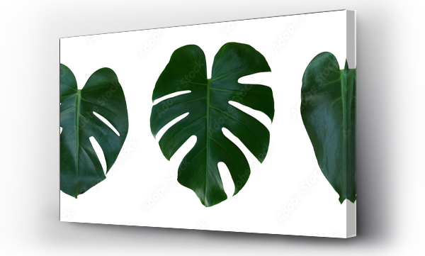 Wizualizacja Obrazu : #194743606 Monstera liści roślin, tropikalnych wiecznie zielone pnącza izolowane na białym tle, klipart ścieżki zawarte