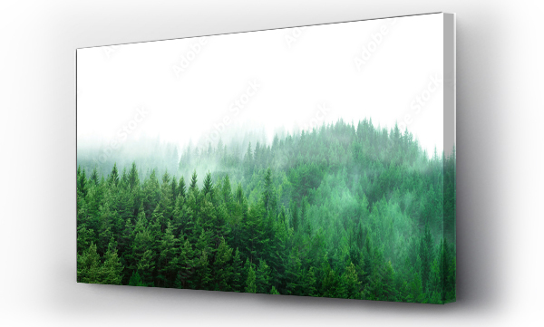 zielony las z mgłą i czystą pustą przestrzenią