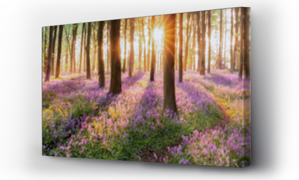 Wizualizacja Obrazu : #195068484 Piękny las z dzwonkami na wiosnę. Fioletowe i różowe kwiaty pod koronami drzew z wschodzącym słońcem o świcie.