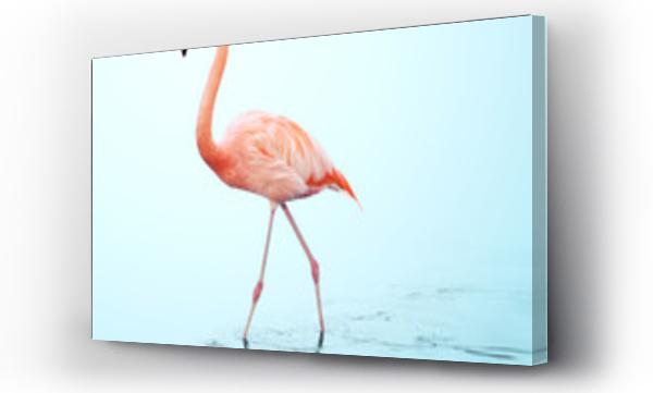 Wizualizacja Obrazu : #195582775 jeden dorosły różowy flaming chodzący po wodzie