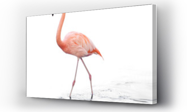 Wizualizacja Obrazu : #195582776 jeden dorosły różowy flaming chodzący po wodzie