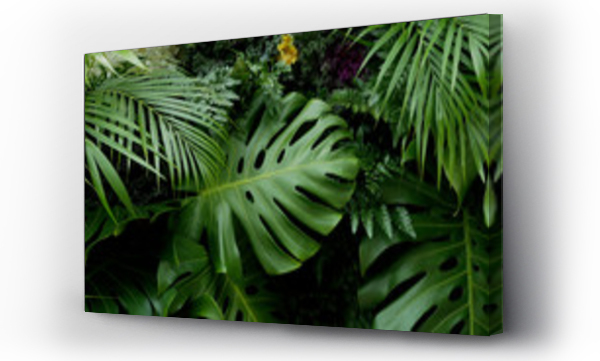 Zielone tropikalne liście Monstera, palma, paproć i rośliny ozdobne tło