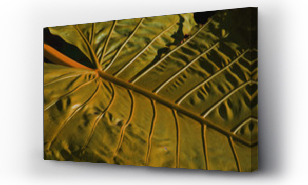 Wizualizacja Obrazu : #195916508 Jamaican Leaf, 2017