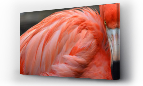 Wizualizacja Obrazu : #196478245 Close up of orange flamingo