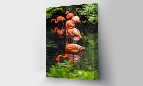 Wizualizacja Obrazu : #196484904 Red flamingo from south America