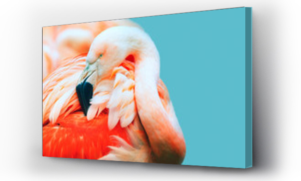 Wizualizacja Obrazu : #196525583 Pink Flamingo głowy z profilu. Turkusowe tło. Miejsce na tekst