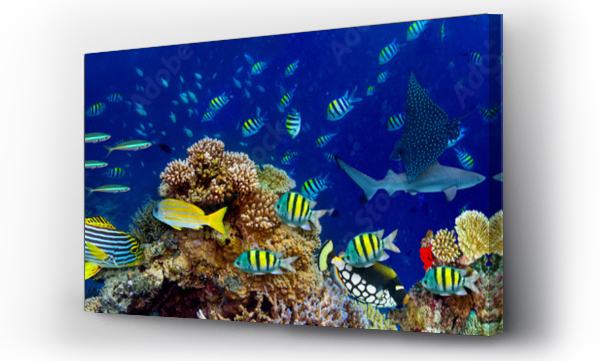 Wizualizacja Obrazu : #196736176 colorful wide underwater coral reef panorama banner background with many fishes turtle and marine life / Unterwasser Korallenriff breit Hintergrund