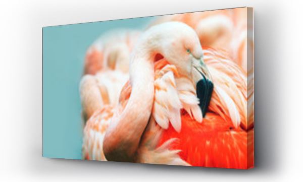Wizualizacja Obrazu : #196982044 Pink Flamingo head in profile. Turquoise background. Place for text