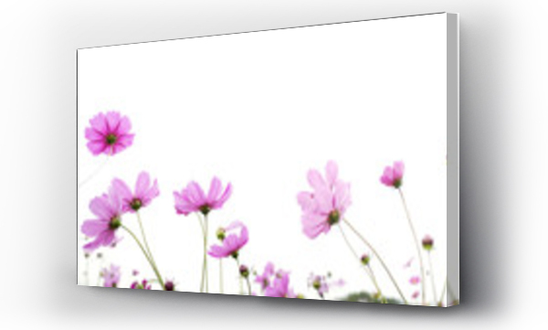 Wizualizacja Obrazu : #197129145 pink cosmos flower isolated on white background