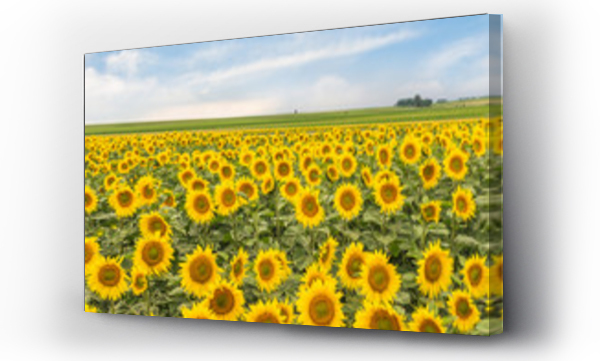 pejzaż, Pejzaż wiejski, słoneczniki