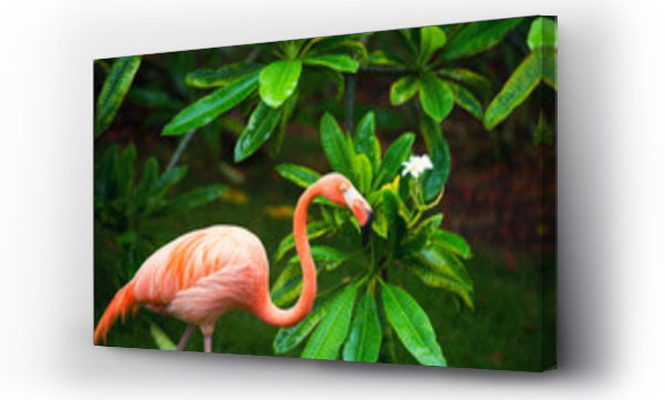 Różowy flaming karaibski chodzi po wodzie. Różowy flaming idzie na bagno