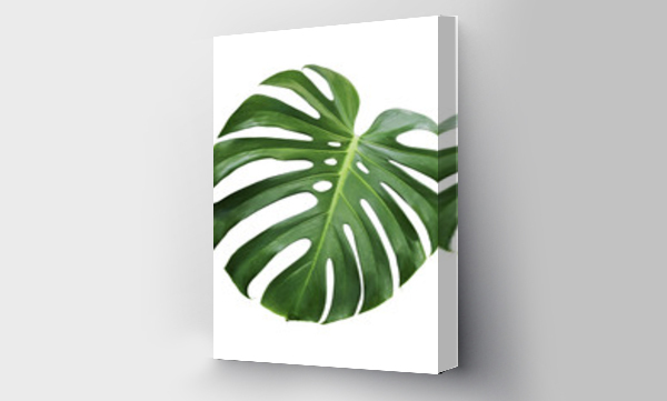 Wizualizacja Obrazu : #197511585 Monstera deliciosa tropical leaf isolated on white background with clipping path