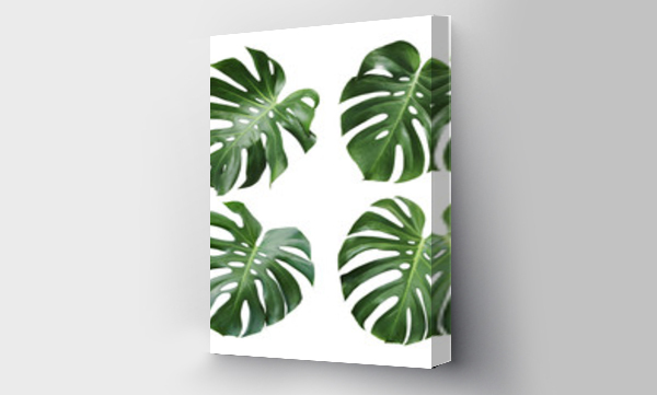 Wizualizacja Obrazu : #197592457 Monstera deliciosa tropical leaf isolated on white background