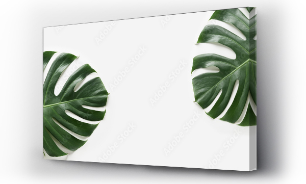monstera
