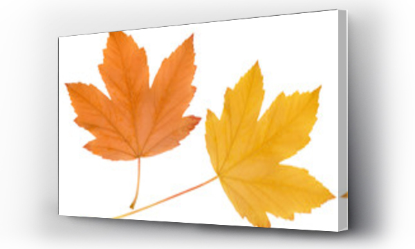 Wizualizacja Obrazu : #19857623 autumn leaves isolated on white background