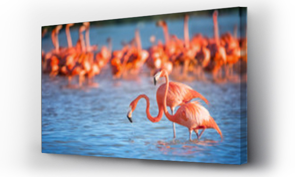 Wizualizacja Obrazu : #199166681 Two flamingos in water