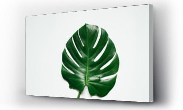 monstera