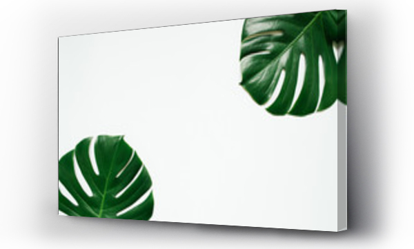Wizualizacja Obrazu : #199297599 Two green monstera tropical leaves frame on white background. Empty space for copy, text, lettering.