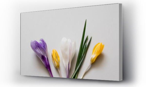 Wizualizacja Obrazu : #200233263 Kolorowe kwiaty na szarym tle