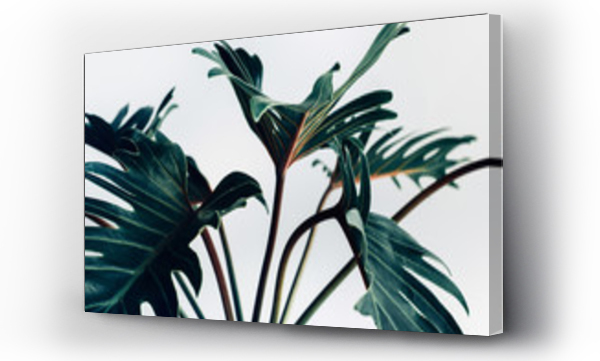 Wizualizacja Obrazu : #201030468 Exotic tropical xanadu leaves on white background.nature concepts