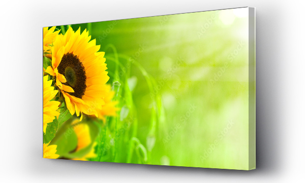 lato, natura, słoneczniki