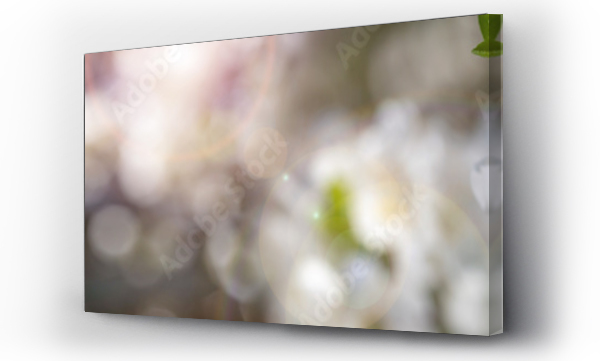 Wizualizacja Obrazu : #201301041 panorama spring flowers  apricot on branches of a apricot tree