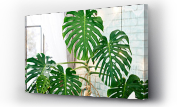 Wizualizacja Obrazu : #202024172 Exotic tropical Monstera palm leaves, copy space. Green leaves of monstera palm or split-leaf philodendron. Monstera deliciosa foliage plant. Exotic plant. Floral Pattern. Monstera leaves at home