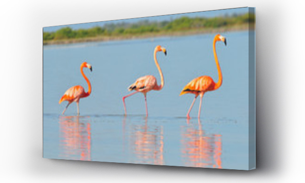 Wizualizacja Obrazu : #204489624 A row of American flamingos (Phoenicopterus ruber ruber American Flamingo) in the Rio Lagardos, Mexico.