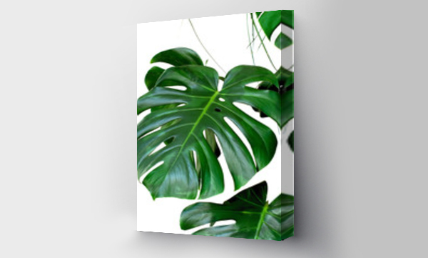 Wizualizacja Obrazu : #204746663 plant monstera leaves white background